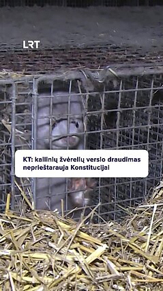 Kailinių žvėrelių fermų draudimas neprieštarauja Konstitucijai