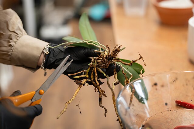 Kaip pasirūpinti orchidėja Kaip pasirūpinti orchidėja