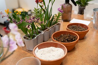 Kaip pasirūpinti orchidėja Kaip pasirūpinti orchidėja