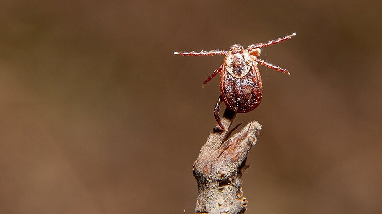 Erkės pabudo: patarimai, kaip apsisaugoti ir kokių priemonių imtis erkei įsisiurbus