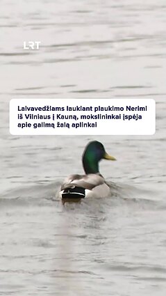 Ar laivyba Neryje aplinkai gali pridaryti daugiau žalos nei naudos?