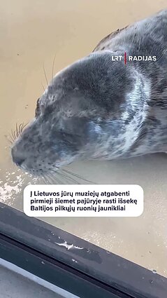 Uostamiestyje į krantą išmesti išsekę ruoniukai