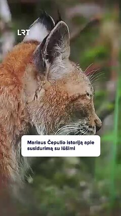 Marius Čepulis sutiko lūšiuką miesto centre: leido prieiti labai arti