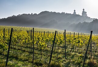 Krakow, winnica, Srebrna gora