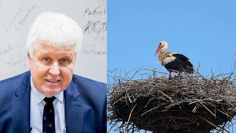 Apie Gandrinių tradicijas papasakojęs Paltanavičius: gandrams reikia žmonių kaimynystės