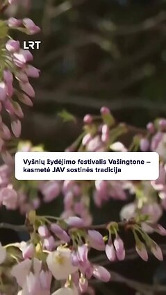 Didžiausia Vašingtono pavasario tradicija – vyšnių žydėjimo festivalis