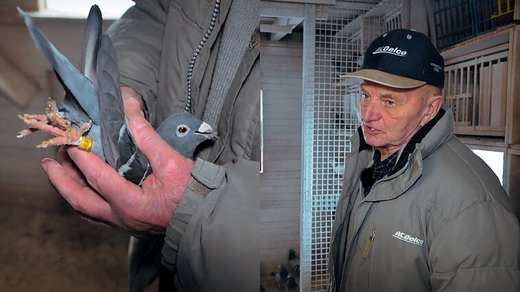 Sportinius balandžius auginantis ir daugkartinis čempionas Algirdas: sovietai mūsų bijojo