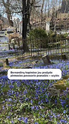 Vilniaus Bernardinų kapinių šlaitai virsta mėlyna scylių jūra