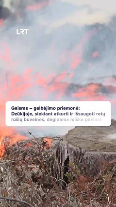 Ne balandžio 1-osios pokštas: deginama miško paklotė