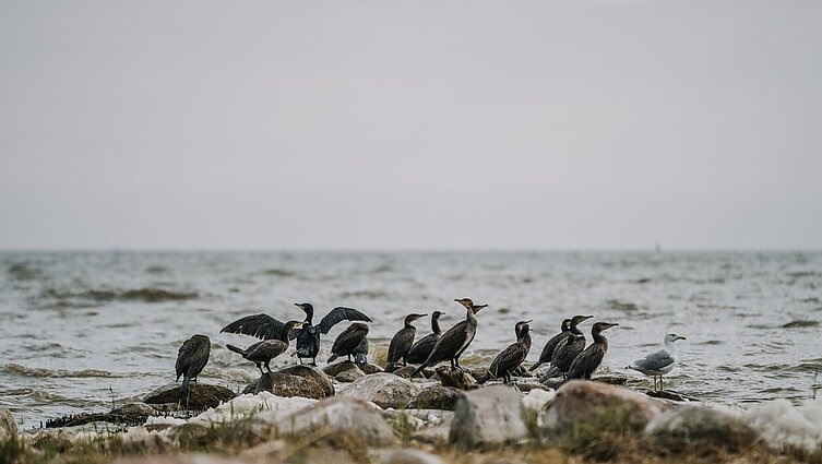 Meluoti moka ne vien žmonės: išlikimui apgaulės strategijomis naudojasi ir paukščiai