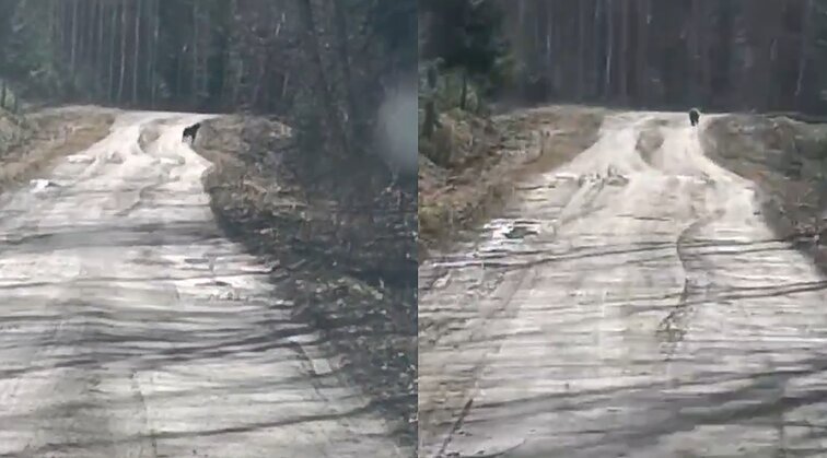 Lietuvoje meška atsivedė jauniklį