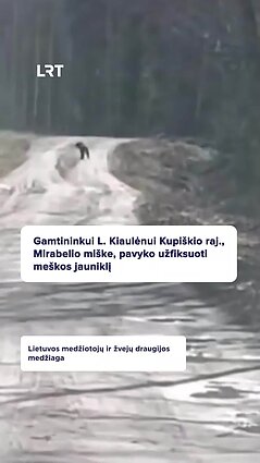 Lietuvoje meška atsivedė jauniklį: turėsime dar vieną gyvūnų rūšį!