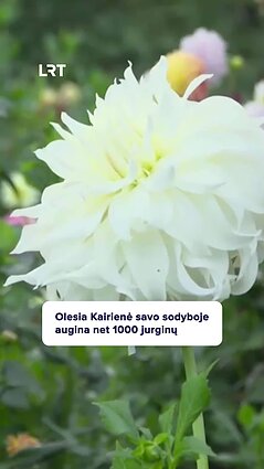 Olesia sode augina 1000 nuostabių jurginų: kokia paslaptis?