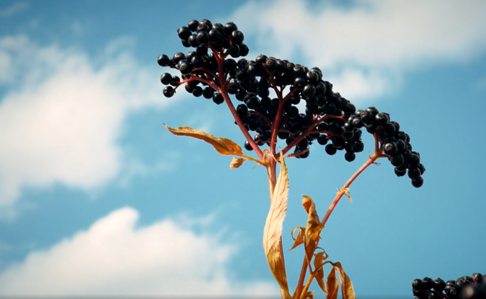 LRT TELEVIZIJOS laida „7 Kauno dienos“ 