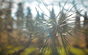 LRT TELEVIZIJOS laida „7 Kauno dienos“ 