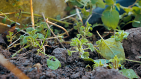 LRT TELEVIZIJOS laida „7 Kauno dienos“ 