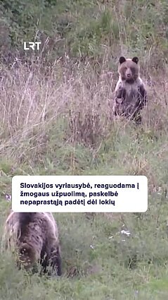 Slovakija susiduria su meškų problema