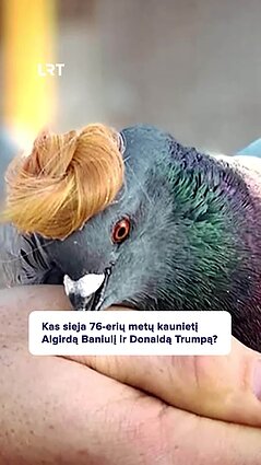 Trumpo balandžių nuotraukas saugo daugkartinis čempionas Algirdas