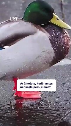 Kodėl antys nenušąla pėdų?