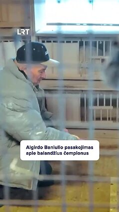 Algirdas apie sportinius balandžius: kuris geriausiai skrenda – tas numylėtinis