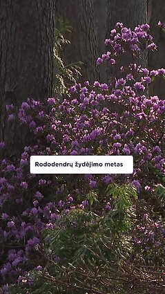 VU botanikos sode žydi rododendrai