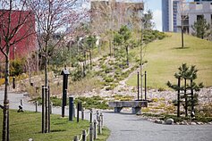 Sakuros. Japoniškas sodas