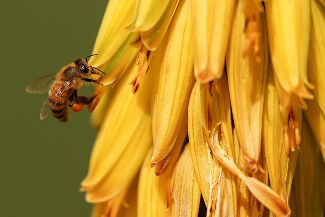 Plečiasi drevinės bitininkystės muziejus: lankytojus kvies į bitininko namą