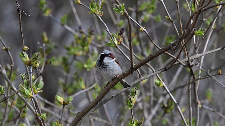 Žvirblis žvarbų rytą