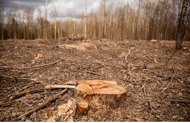 Pareiškė, kad Vyriausybė nesilaiko pažadų: „Plynieji kirtimai vyksta toliau“