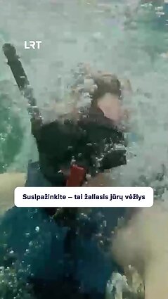 Ar žinote kaip atrodo žaliasis jūrų vėžlys?