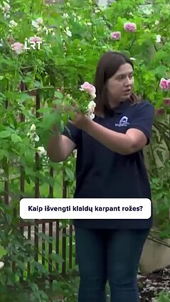 Kaip tinkamai rūpintis rožėmis?