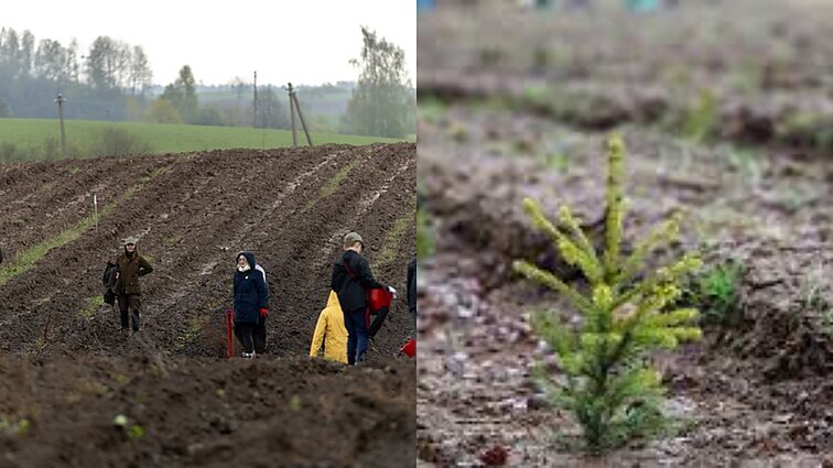 Prasideda nacionalinis miškasodis: visus neabejingus kviečia kartu sodinti „Laisvės mišką“