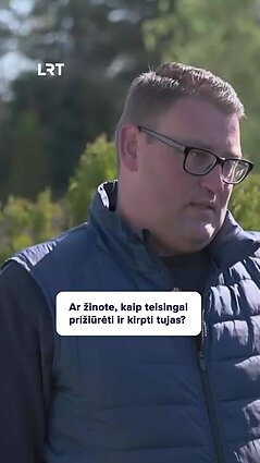 Kaip tinkamai prižiūrėti tujas?