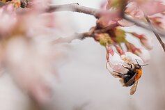 Sakuros Vilniuje Sakuros Vilniuje