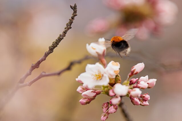 Sakuros Vilniuje; gamta; orai; pavasaris Sakuros Vilniuje; gamta; orai; pavasaris
