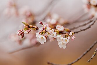 Sakuros Vilniuje Sakuros Vilniuje