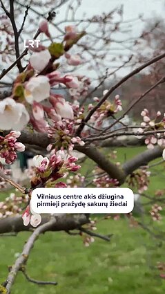 Vilniuje pradeda džiuginti pirmieji nedrąsiai pražydę sakurų žiedai