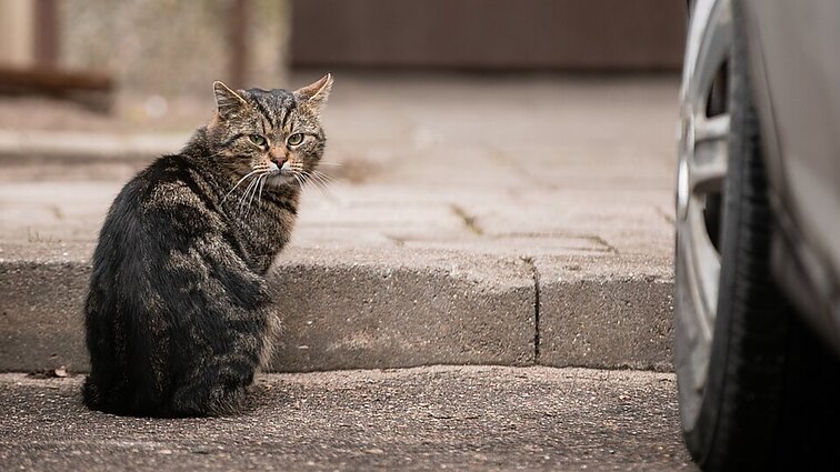 Sveika katė per metus gali atsivesti iki 20 jauniklių: kaip elgtis radus beglobį gyvūną?