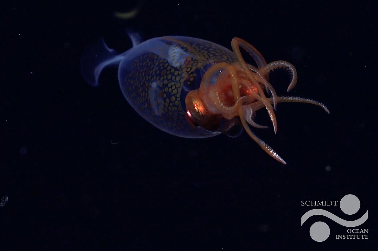 Kolosalus kalmaras