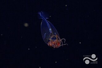 Kolosalus kalmaras