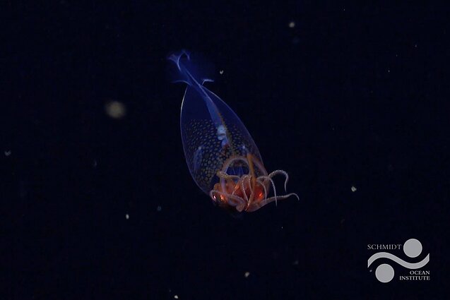 Kolosalus kalmaras