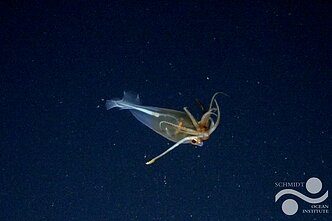 Galiteuthis glacialis