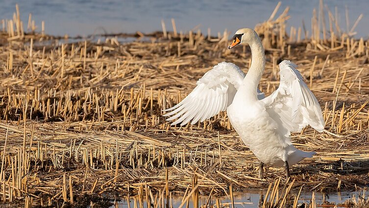 Atsakė, kaip plinta paukščių gripas: pavojingas ir žmogui, ir kitiems žinduoliams