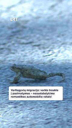 Pradeda migruoti kurkiantys eismo dalyviai