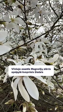 VU Botanikos sode pražydo įspūdingi magnolijų žiedai