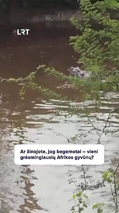 Kokiais atvejais begemotai puola žmones?