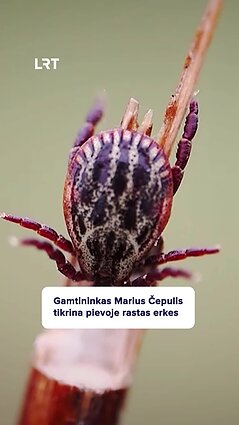 Marius Čepulis apie pievines erkes: žmogus joms nėra labai skanus