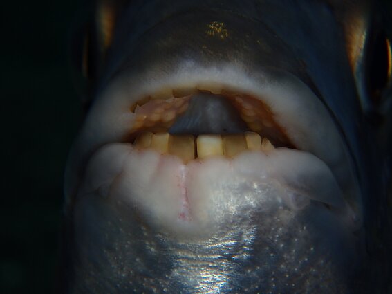 Pacu dantys Pacu dantys