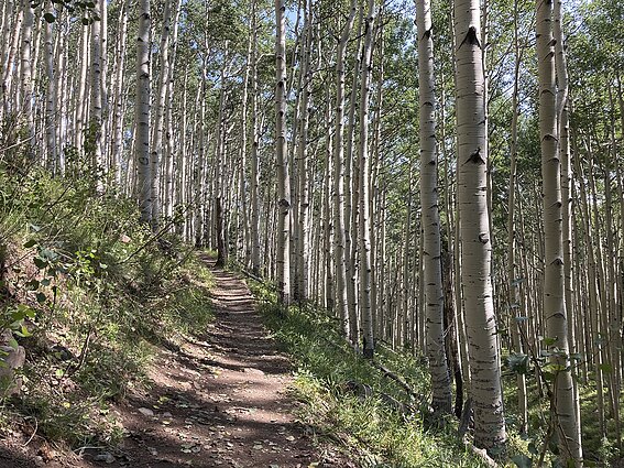 Kulbis apie tai, kodėl dreba drebulės: gamtininkai atsakymo nežino iki šiol