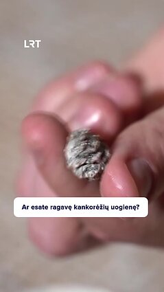 Miškų apsuptyje Danguolė verda uogienes iš kankorėžių